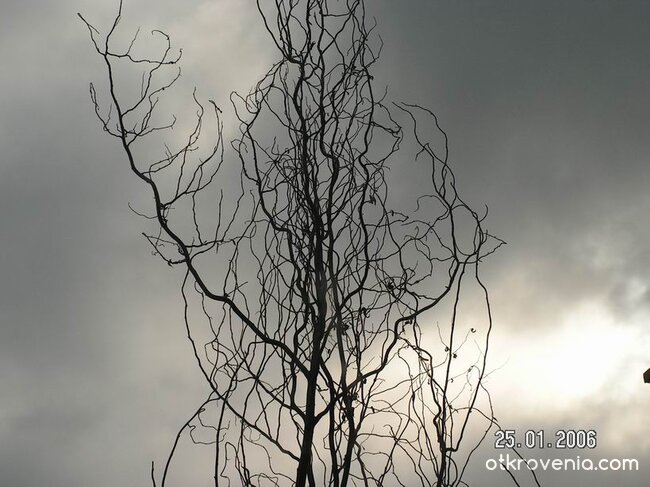 светкавични клони