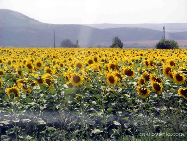 слънчогледи