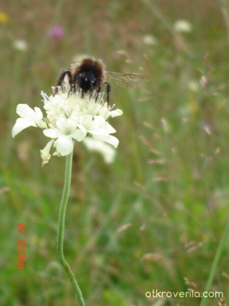 Сладкият обяд