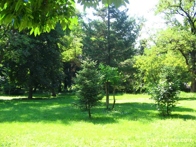 Под шарената сянка