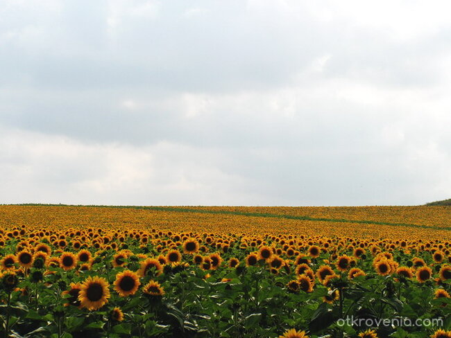 Слънчогледово море