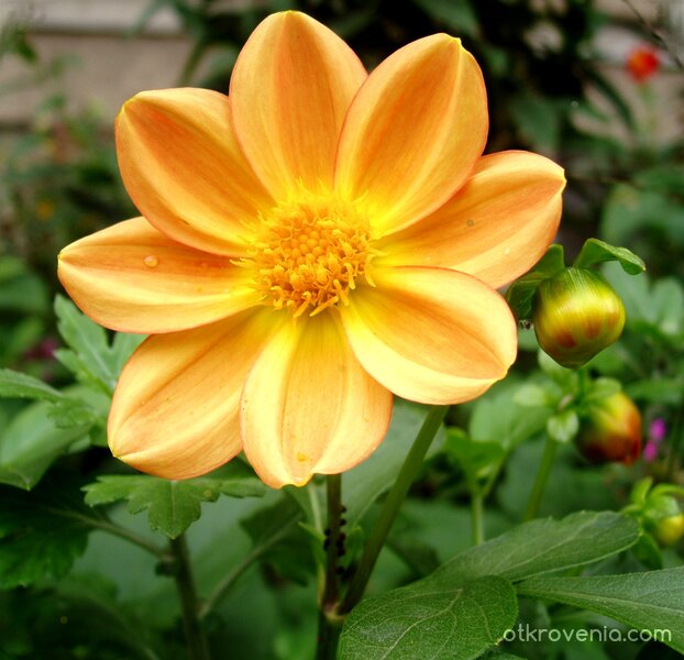 Почакай, слънце...