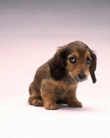 desitu (Пак аз)