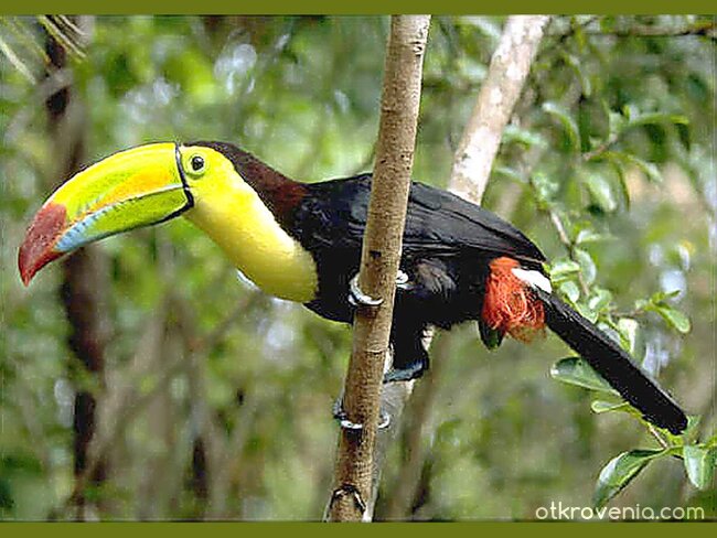 Тукан