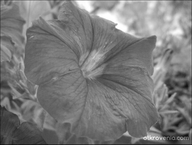 Darker Flower