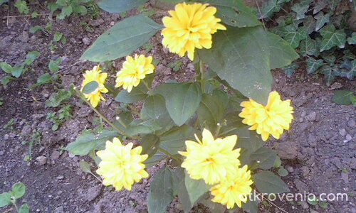 Нежност в жълто