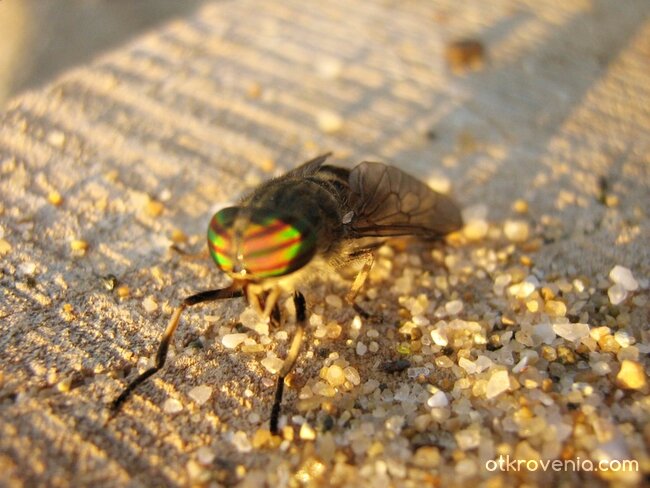 Нападателна муха по изгрев...