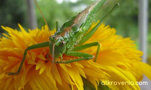  Гостенин на тръгване за Морето...