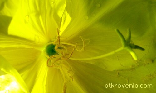 В интимните тайни на едно цвете