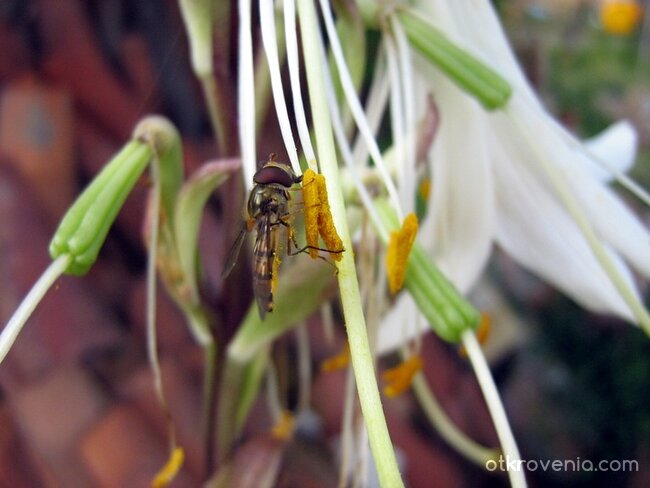 поредното насекомо...:) "макро"
