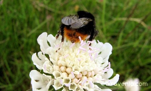 /|\...ммм, че вкусен нектар :)