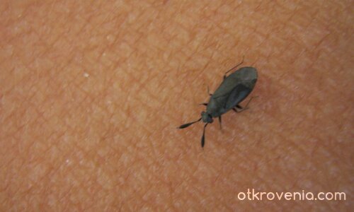 буболече... по ръката ми:)