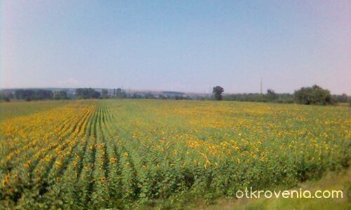 Слънчогледи