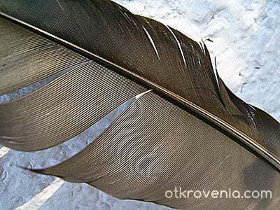 Суетното перо