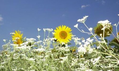 ЯНУАРСКИ СЛЪНЦА