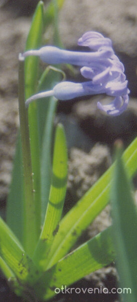 честита пролет