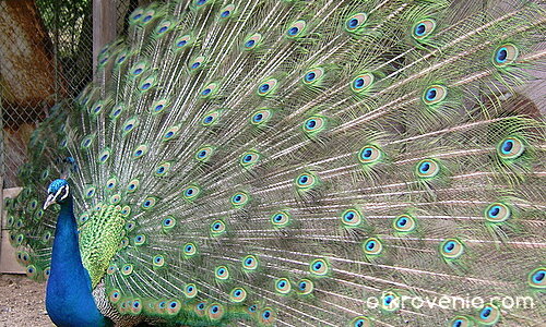 Един суетен тип