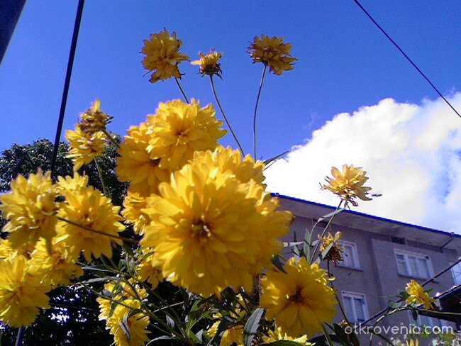 Цветята в края на лятото