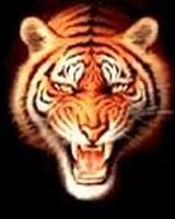 doni (Доника Недялкова)