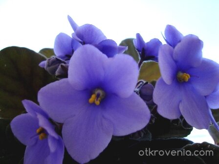 Лилава Звезда