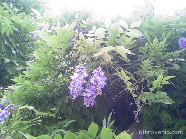 Лилаво цвете