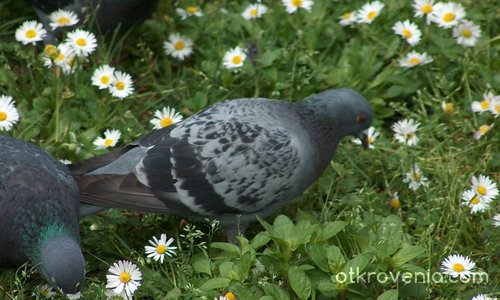 Врачански гълъб