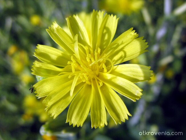 "мъничко слънчице"