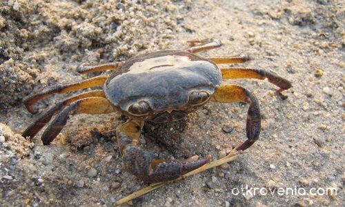 Разходката на Peчното Раче...