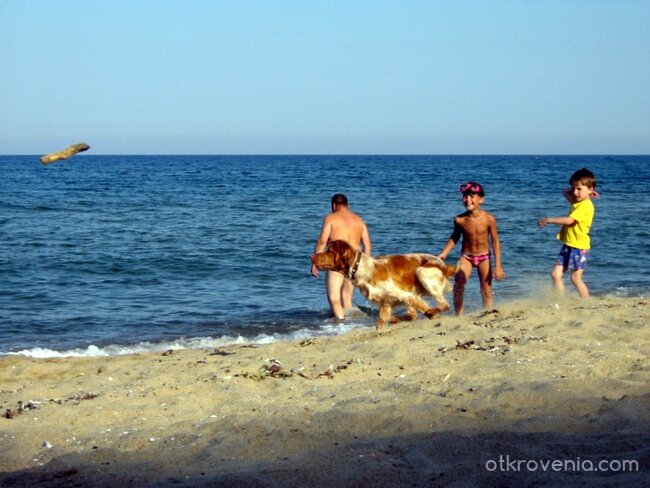 Детски емоции с ловджийско куче на плажа