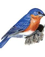 sienalove (Сара Колева)