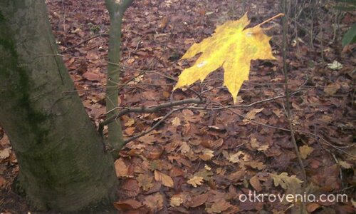Последно листо