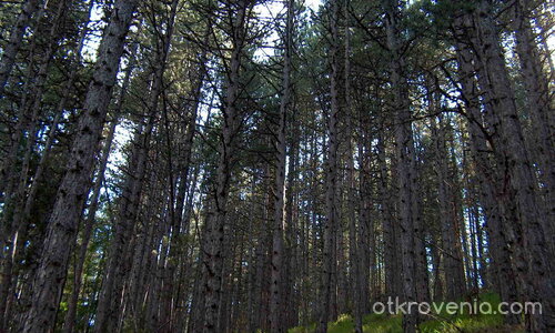 красотата на природата