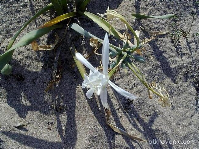 Пустинна земя