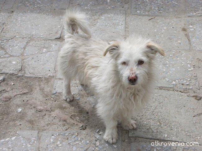 Никой не ме обича