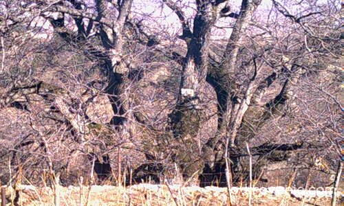 Аз съм на 400 години а вие?