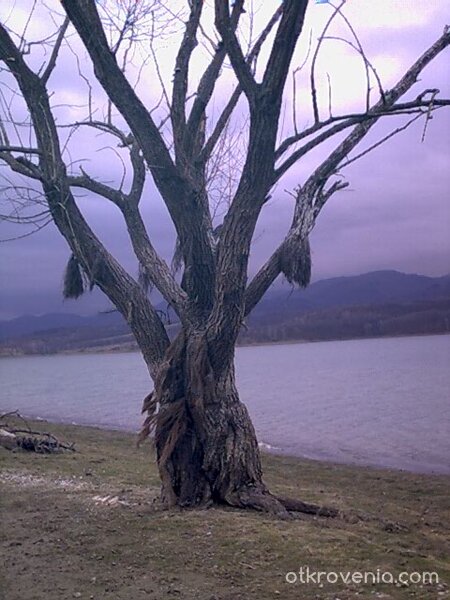 дървото на вещиците