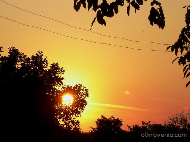 През клоните на дървото