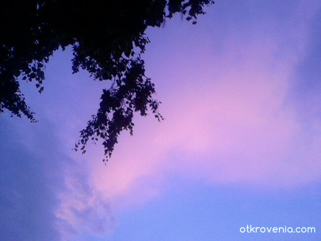 Розово небе и клонки