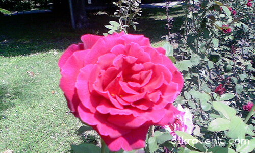 Червена роза