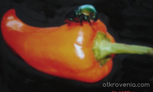 бръмбарче ...