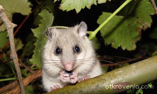 СлАдУрЧеТо ;)