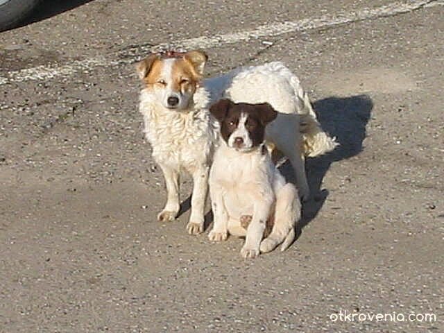 Братчетата :(