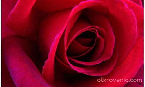 дръзка нежност