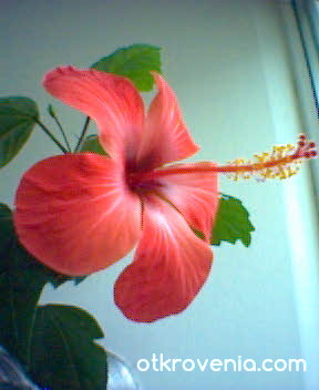 и обикновените цветя са красиви