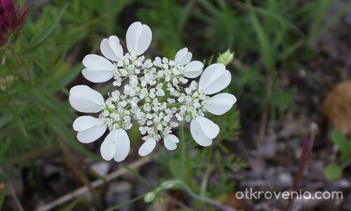 Не виждате ли мравката? :о)