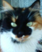 sisrz (София Станчева)