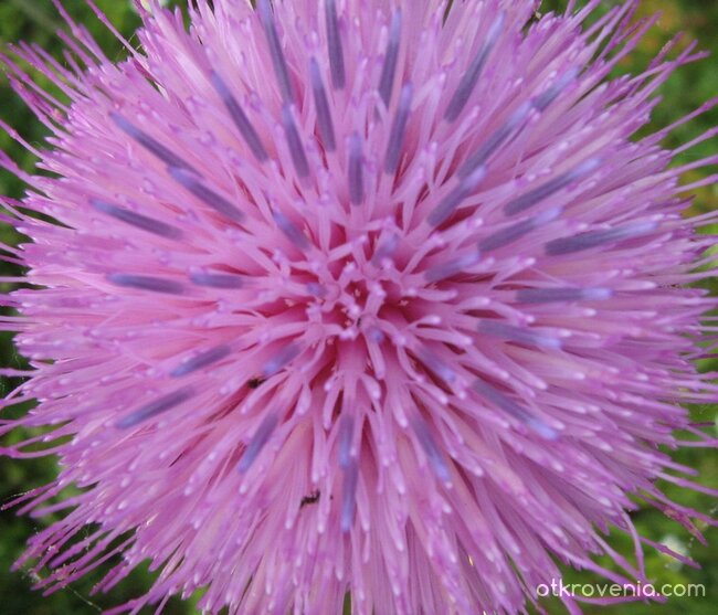 Eх, да можех да те нарисувам...