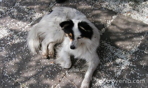 Ако можеха да говорят...