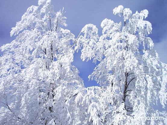 Снежни клони