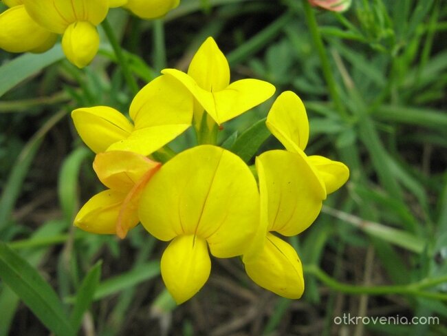 ...нежност в жълто...